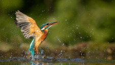 The UK has failed to meet any of the 20 Aichi Biodiversity targets agreed upon in 2010, recent RSBP research concluded